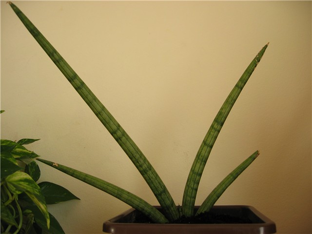 sanseveria cylindrica